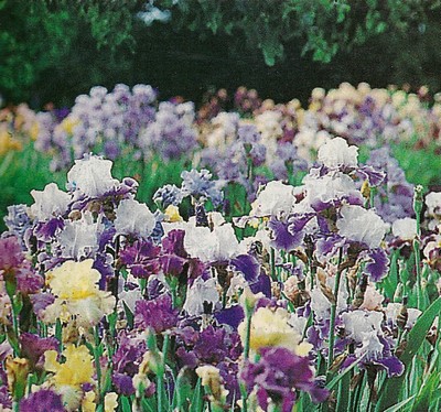 massif iris